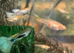 Thumbnail for fwguppies1751718004