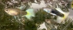 Thumbnail for fwguppies1751718007