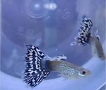 Thumbnail for fwguppies1751811010