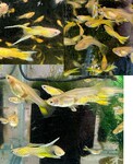 Thumbnail for fwguppies1751816504