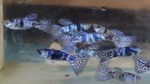 Thumbnail for fwguppies1751817012