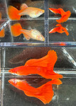 Thumbnail for fwguppies1751817607