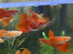 Thumbnail for fwguppies1751820603