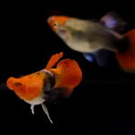 Thumbnail for fwguppies1751876006
