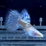 Thumbnail for fwguppies1751877817