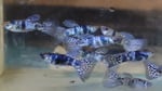 Thumbnail for fwguppies1751904007