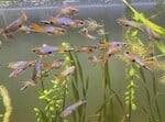 Thumbnail for fwguppies1751908211