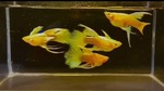Thumbnail for fwguppies1752000605