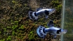 Thumbnail for fwguppies1752003007