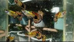 Thumbnail for fwguppies1752027603