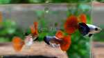 Thumbnail for fwguppies1752028806