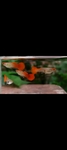 Thumbnail for fwguppies1752033605