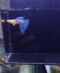 Thumbnail for fwguppies1752126006