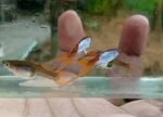 Thumbnail for fwguppies1752214803