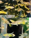 Thumbnail for fwguppies1752421802