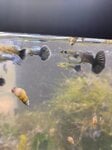 Thumbnail for fwguppies1752471473