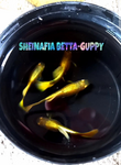 Thumbnail for fwguppies1752559282