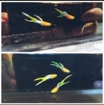 Thumbnail for fwguppies1752606606
