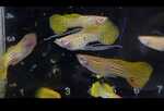 Thumbnail for fwguppies1752633006