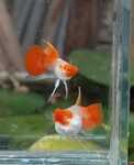 Thumbnail for fwguppies1752633008