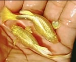 Thumbnail for fwguppies1752636003