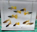 Thumbnail for fwguppies1752636006