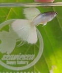 Thumbnail for fwguppies1752917401