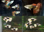 Thumbnail for fwguppies1753021104