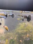 Thumbnail for fwguppies1753076403