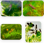 fwinverts&1751650007 Thumbnail