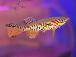 Thumbnail for fwkillifish1727140806