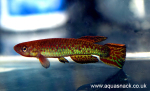 Thumbnail for fwkillifish1751566036