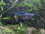 fwkillifish&1751672138 Thumbnail
