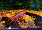 fwkillifish&1751764999 Thumbnail