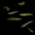 Thumbnail for fwkillifish1751834403