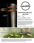 Thumbnail for fwkillifish1751845202