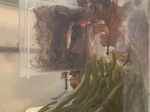 fwkillifish&1751979600 Thumbnail