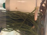 fwkillifish&1751983209 Thumbnail