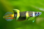 Thumbnail for fwkillifish1752133804