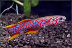 Thumbnail for fwkillifish1752197394