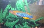 Thumbnail for fwkillifish1752197654