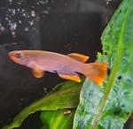 Thumbnail for fwkillifish1752198182