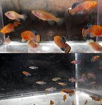 Thumbnail for fwkillifish1752450816