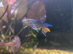 Thumbnail for fwkillifish1752613168