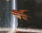 Thumbnail for fwkillifish1752968918