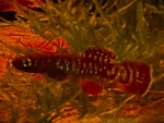 fwkillifish&1752975001 Thumbnail