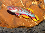 fwkillifishe&1714125314 Thumbnail