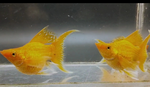 Thumbnail for fwlivebearers1751566808