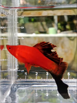 Thumbnail for fwlivebearers1751566809