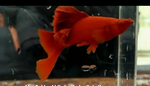 Thumbnail for fwlivebearers1751566810